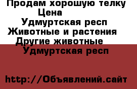 Продам хорошую телку › Цена ­ 45 000 - Удмуртская респ. Животные и растения » Другие животные   . Удмуртская респ.